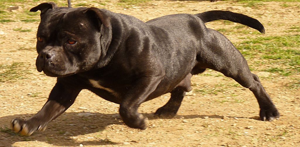 Les Staffordshire Bull Terrier de l'affixe Des Terres D'Hellah