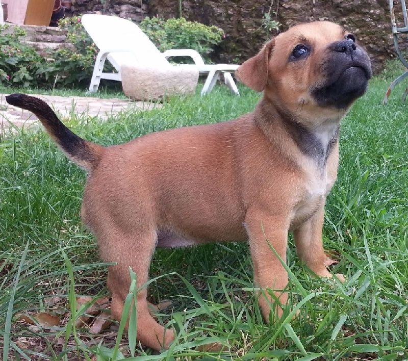 CHIOTS  NES CHEZ NOUS