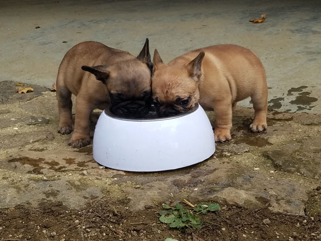 chiots 2018