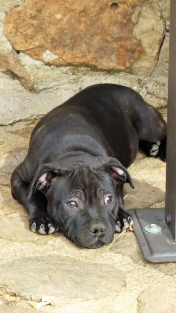 Des Terres D'Hellah - Staffordshire Bull Terrier - Portée née le 26/07/2017