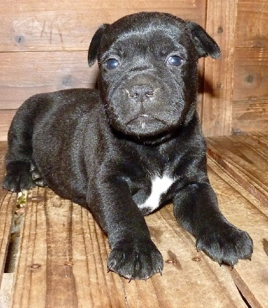 Des Terres D'Hellah - Staffordshire Bull Terrier - Portée née le 06/06/2016