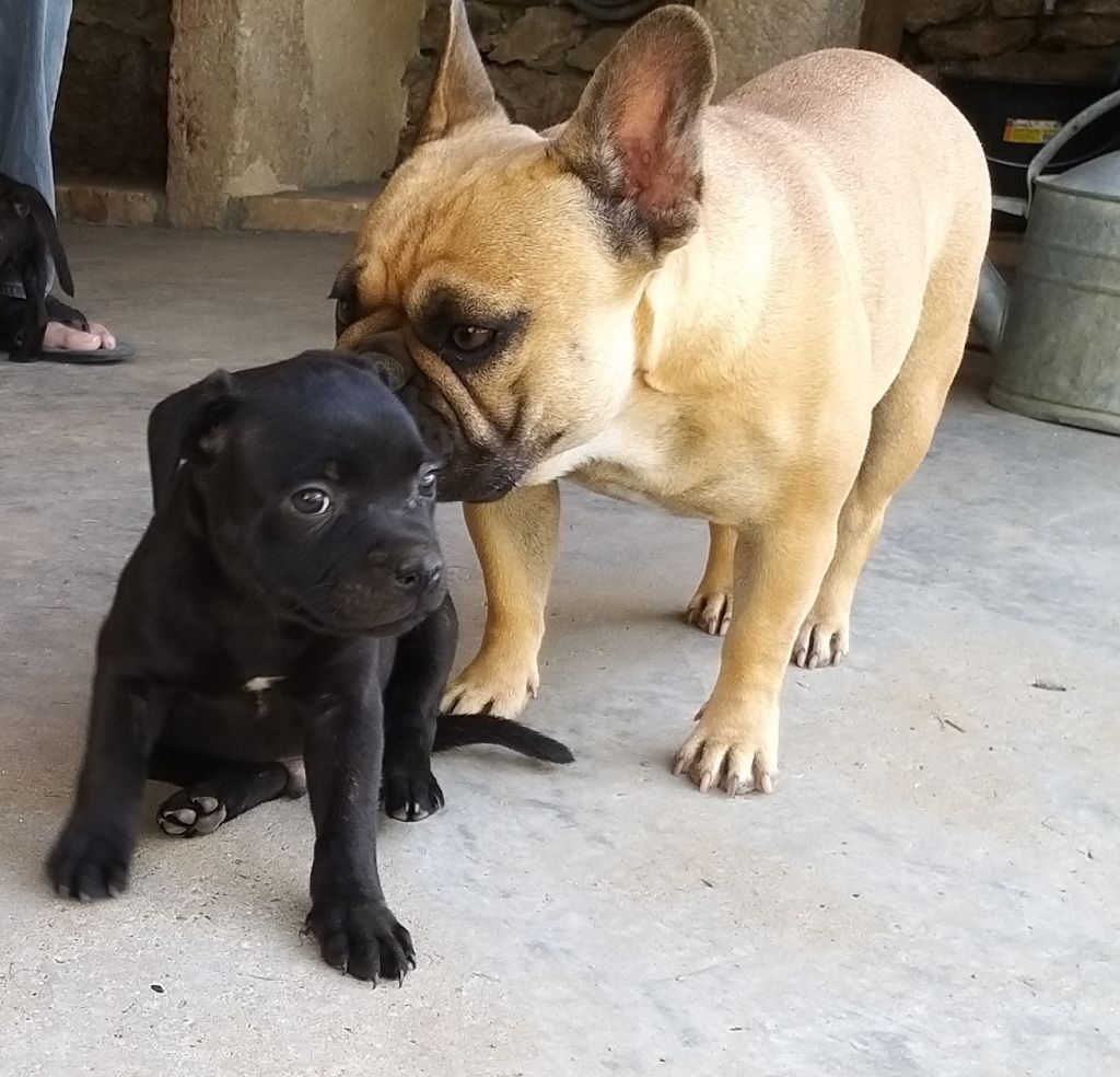 Des Terres D'Hellah - Staffordshire Bull Terrier - Portée née le 26/05/2019