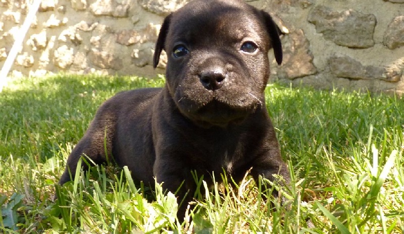 Des Terres D'Hellah - Staffordshire Bull Terrier - Portée née le 05/06/2016